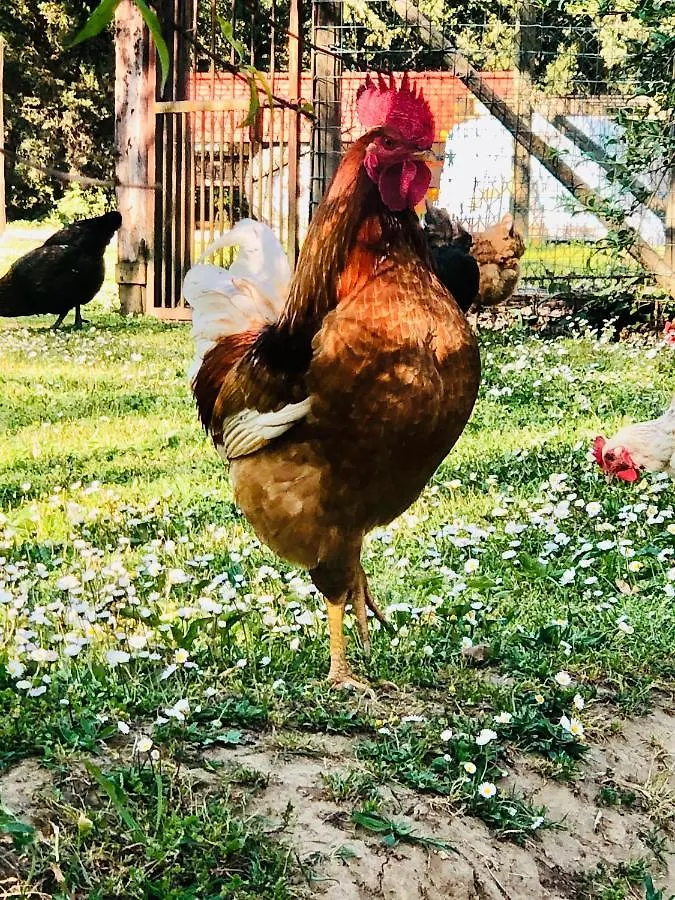 Frühstückspension Agriturismo Pometti - Fattoria La Selva Trequanda